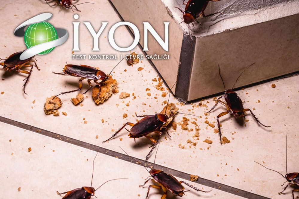 Hamam Böceği İlaçlama