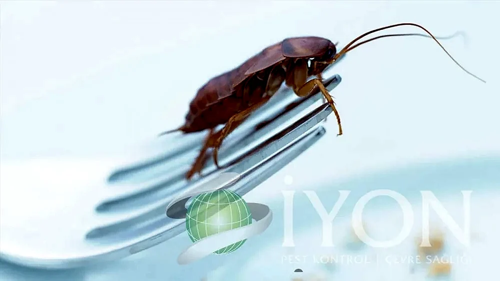 Hamam Böceği İlaçlama