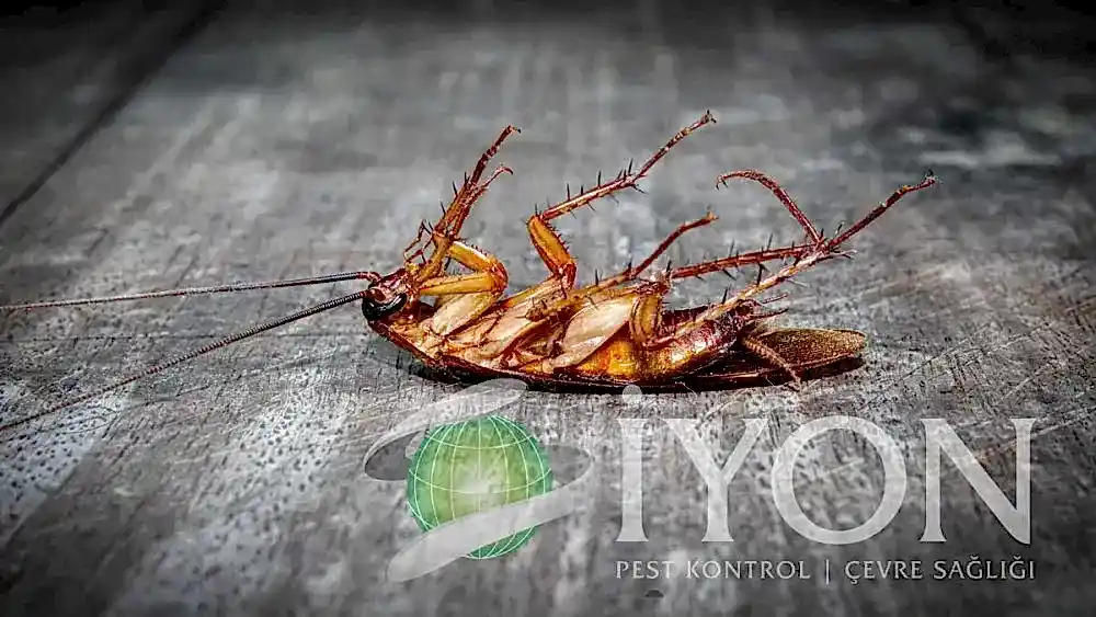 Hamam Böceği İlaçlama