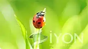 Her Böcek Haşere Değildir!