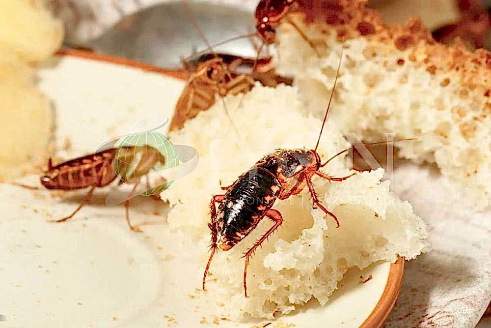 Kalorifer Böceği İlaçlama