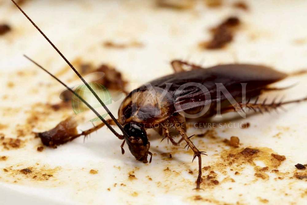 Kalorifer Böceği İlaçlama