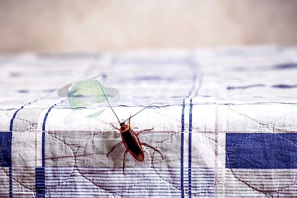 Kalorifer Böceği İlaçlama