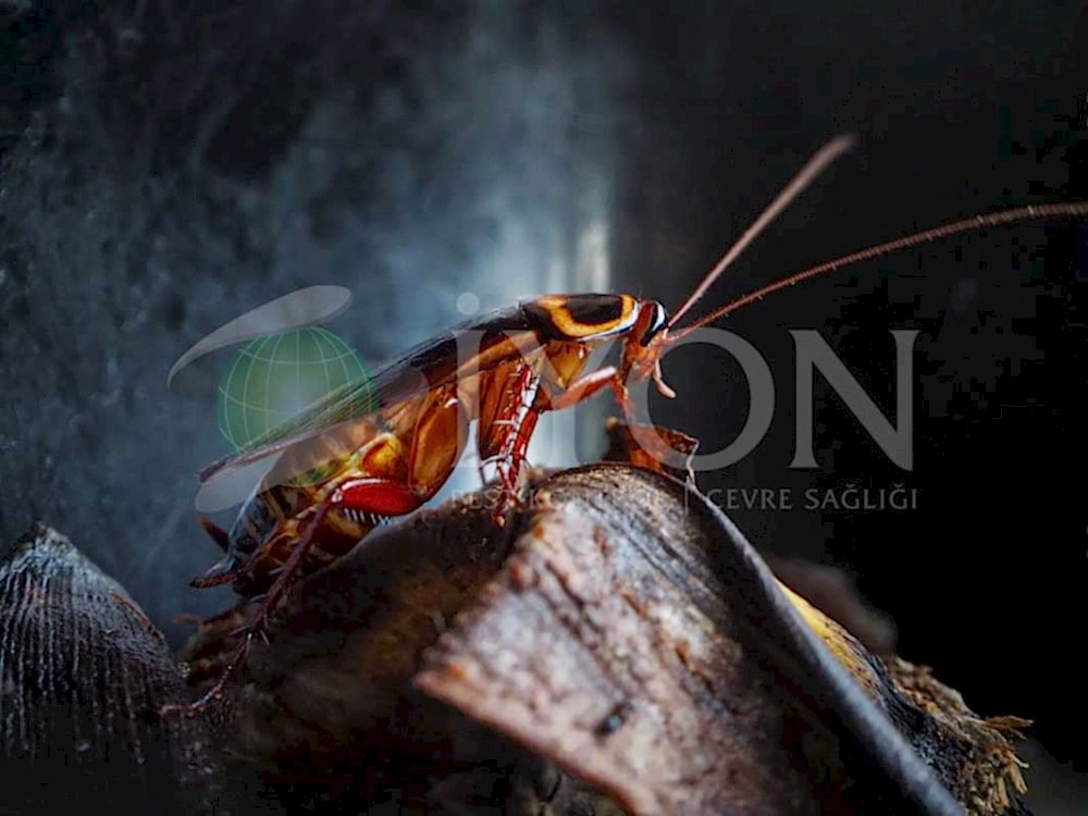 Kalorifer Böceği İlaçlama