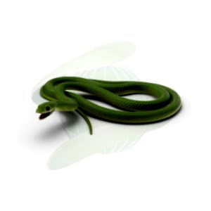 Yılanlar ve Diğer Sürüngenler