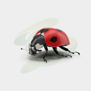 Böceklerin Ortak Özellikleri