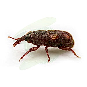 Tahıl Zararlıları