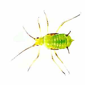 Bahçe Zararlıları