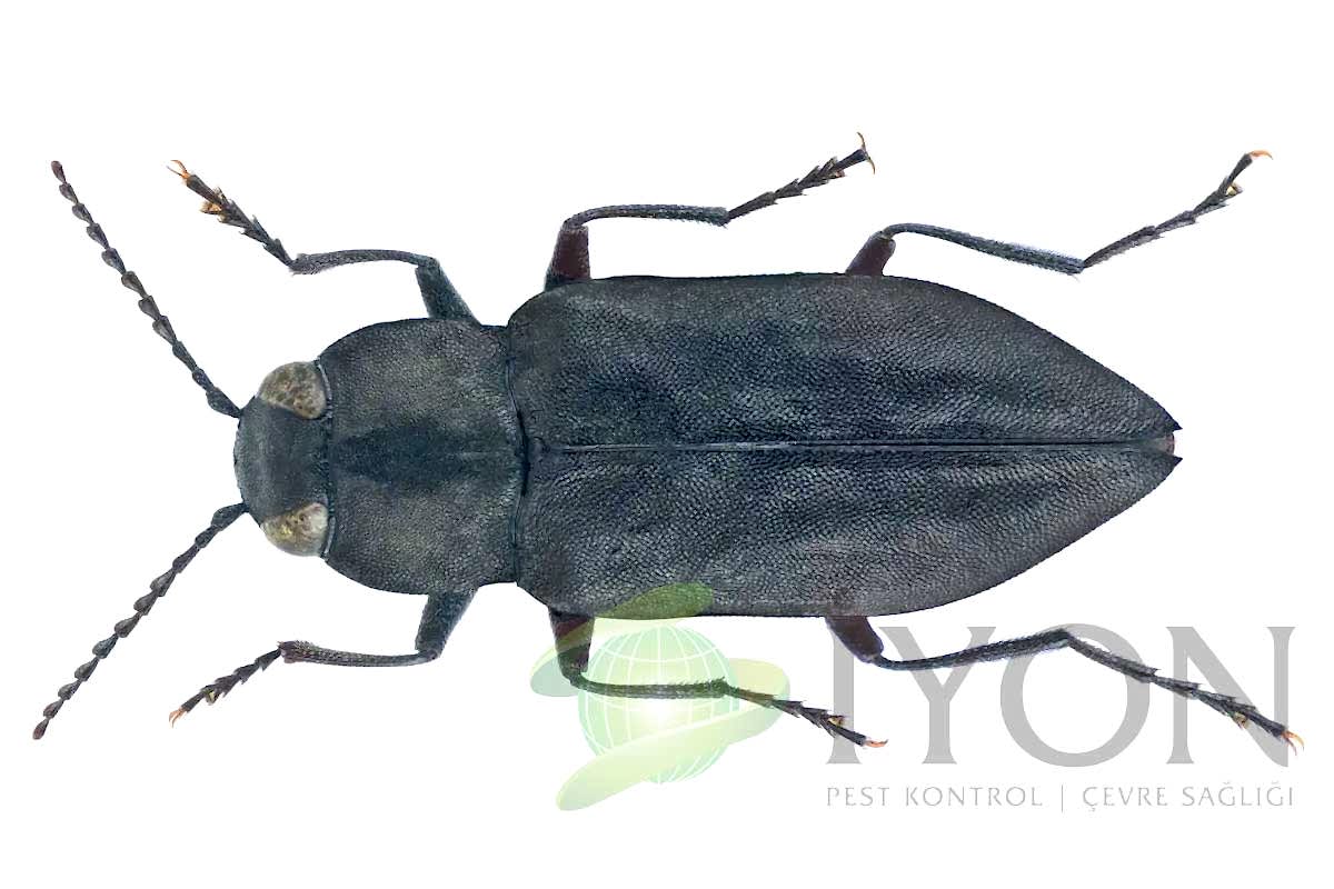 Yangın Böceği (Mücevher Böcekleri)