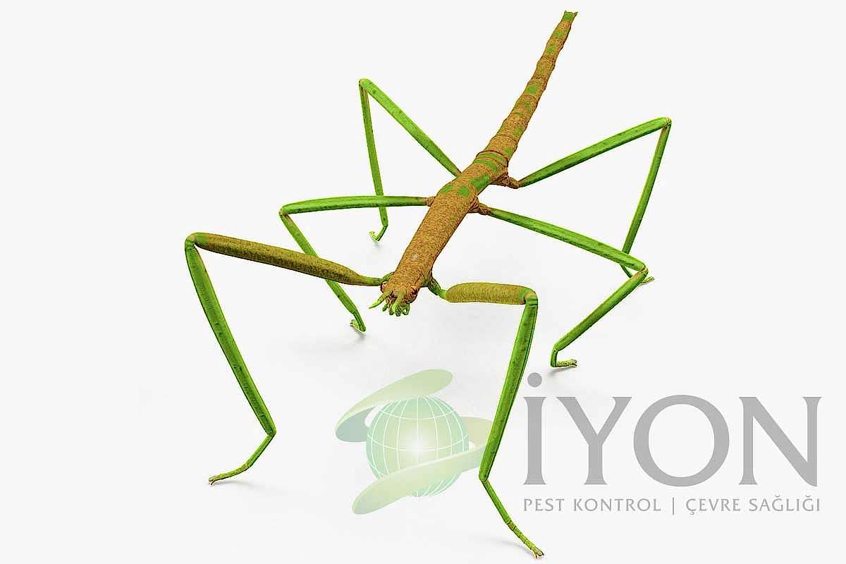 Değnek Çekirgeleri