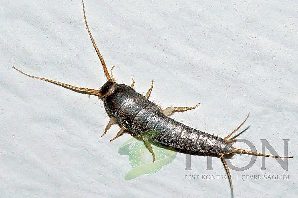 Gümüş Böceği ( Banyo Böceği )