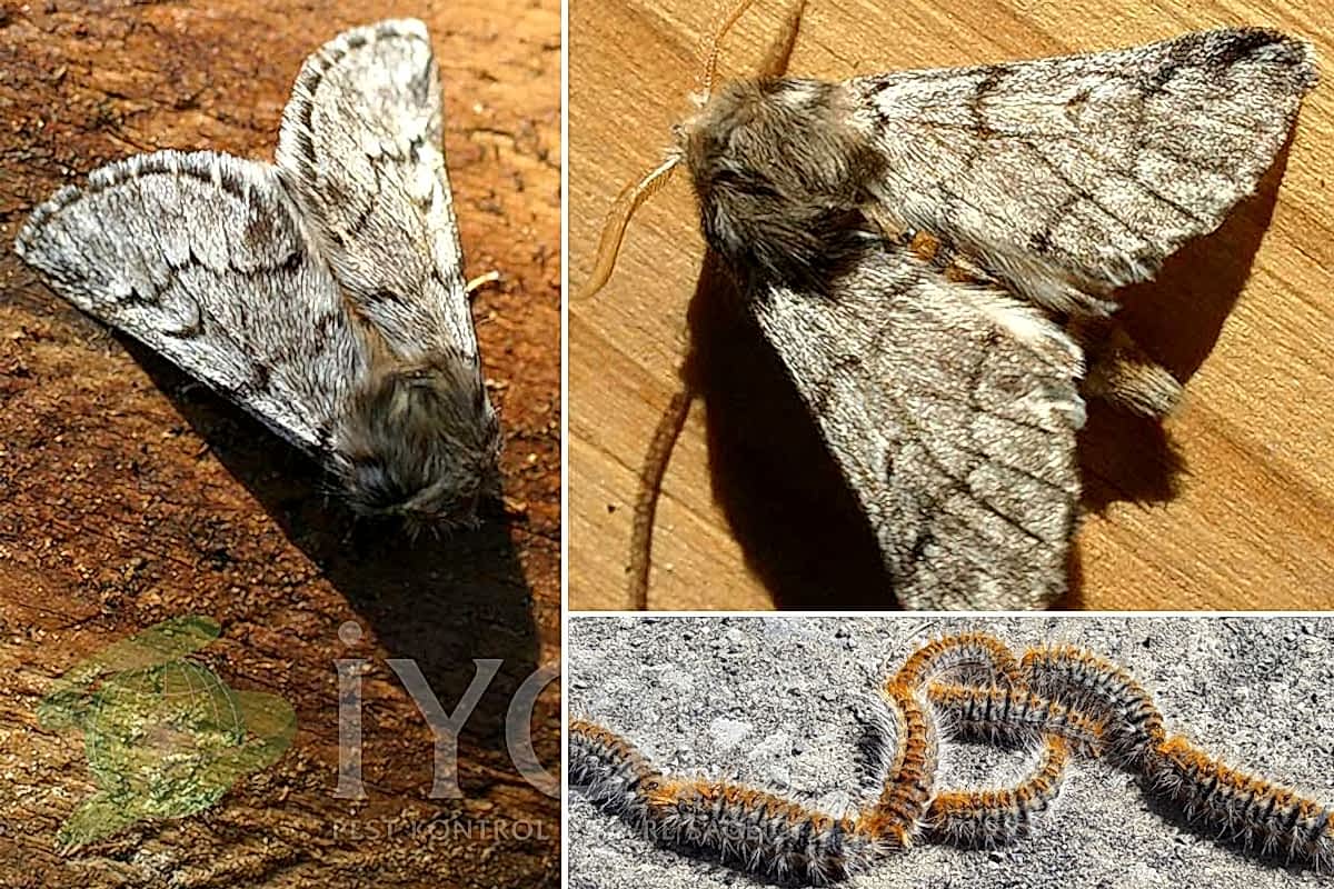 Çam Tırtılları, Çam Kese Böceği