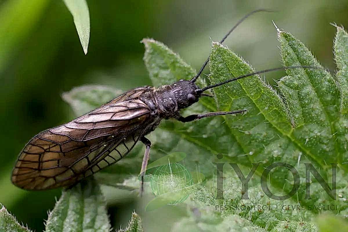 Kızılağaç Sineği (Alderfly)