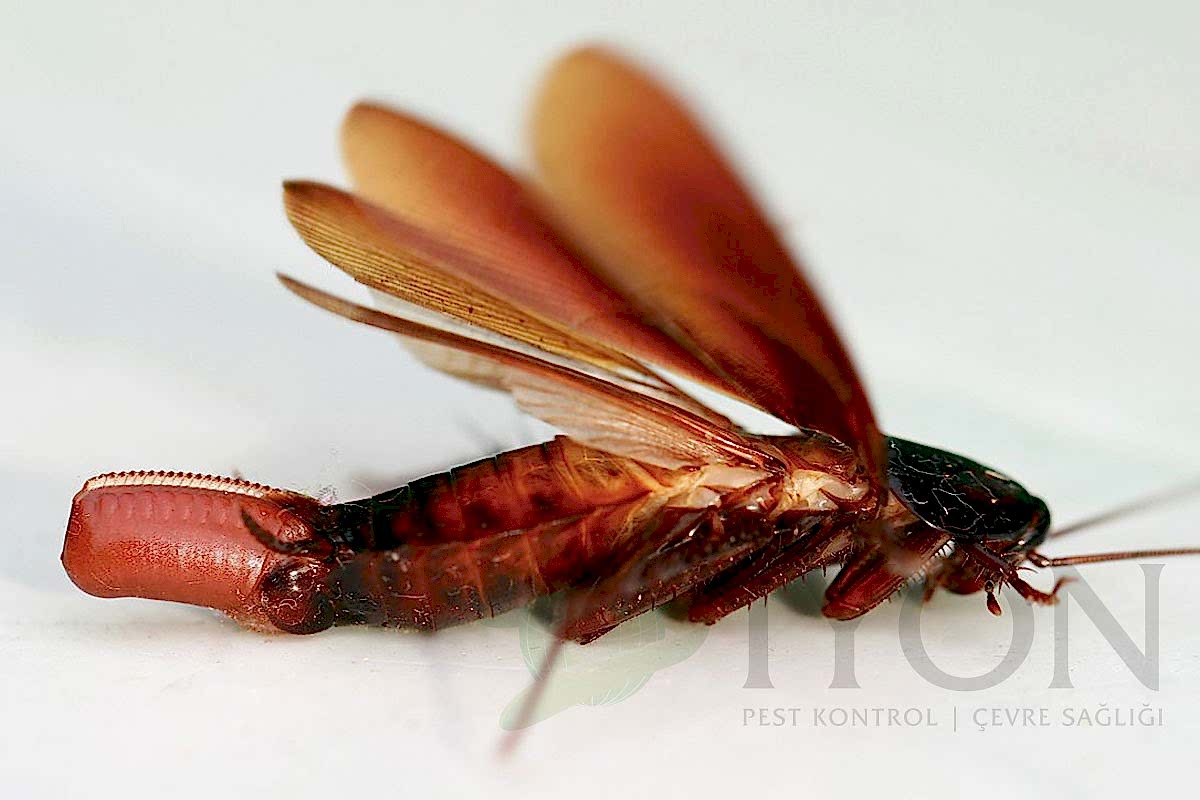 Amerikan Hamam Böceği