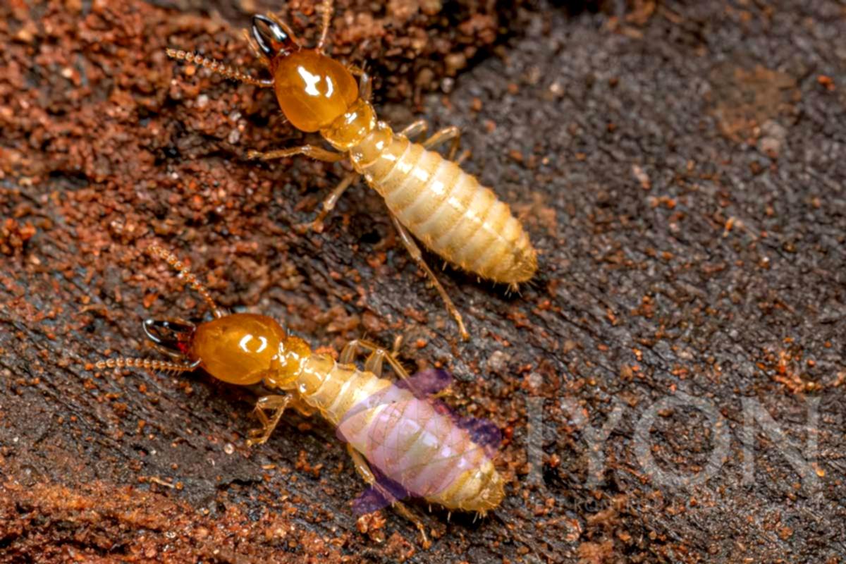 Termit (Beyaz Karınca)