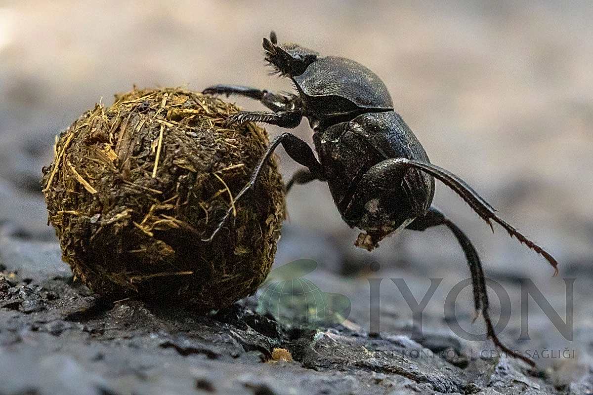 Bok Böceği (Gübre Böceği)