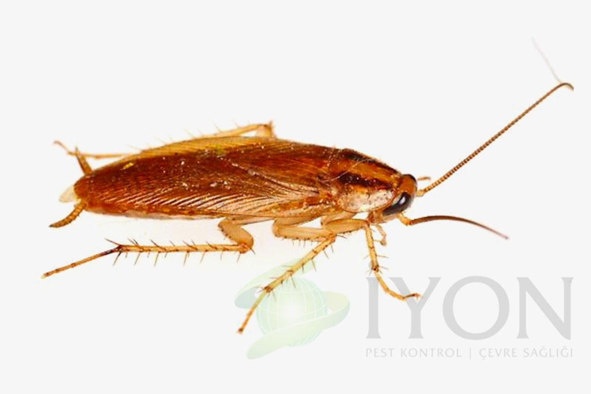 Kalorifer Böceği (Alman Hamam Böceği)