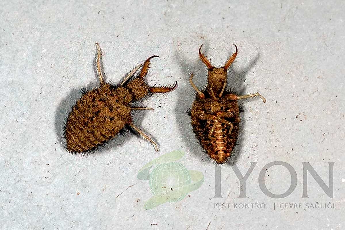 Karıncaaslanı (Antlion)