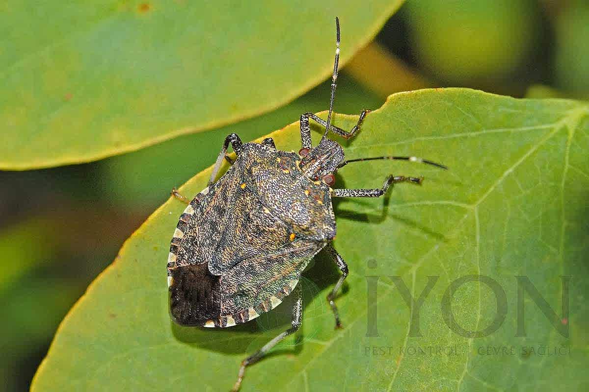 Kahverengi kokarca böceği